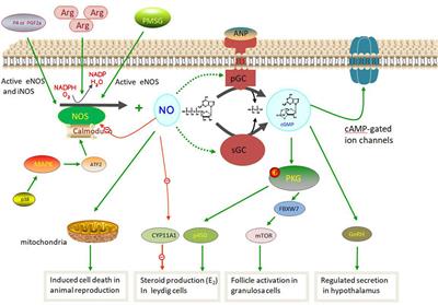 Frontiers | Nitric oxide synthase and its function in animal